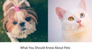 What You Should Know About Pets