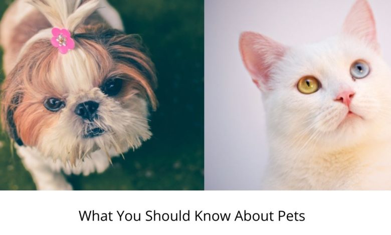What You Should Know About Pets