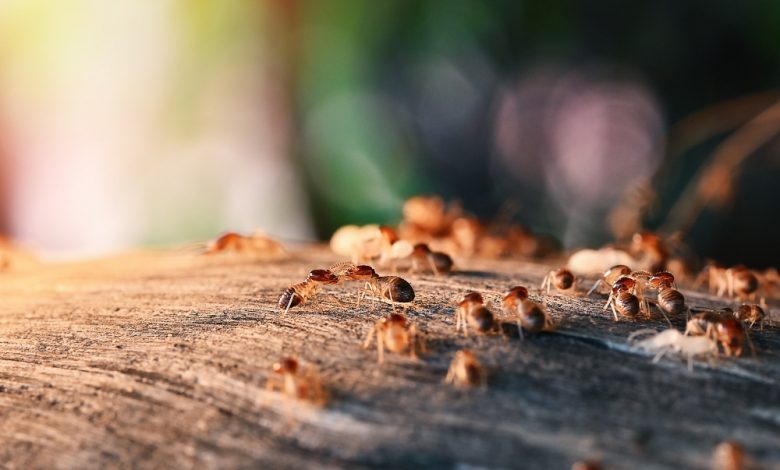 termites Inspections Brisbane