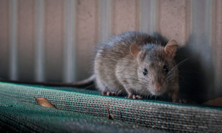 Rodent Infestation