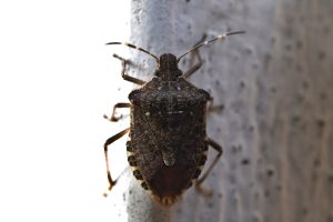 bedbug pest control