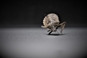 bedbug removal treatment