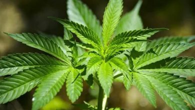 how to get medical marijuana in louisiana