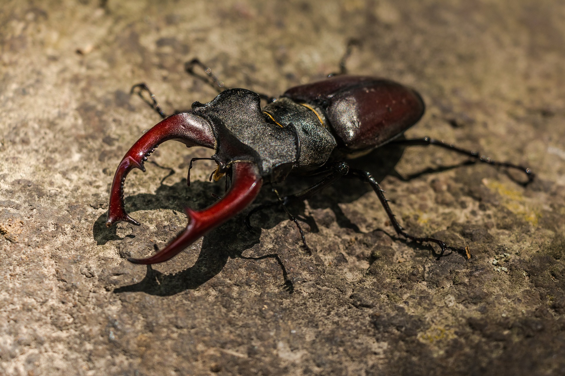 kill beetles