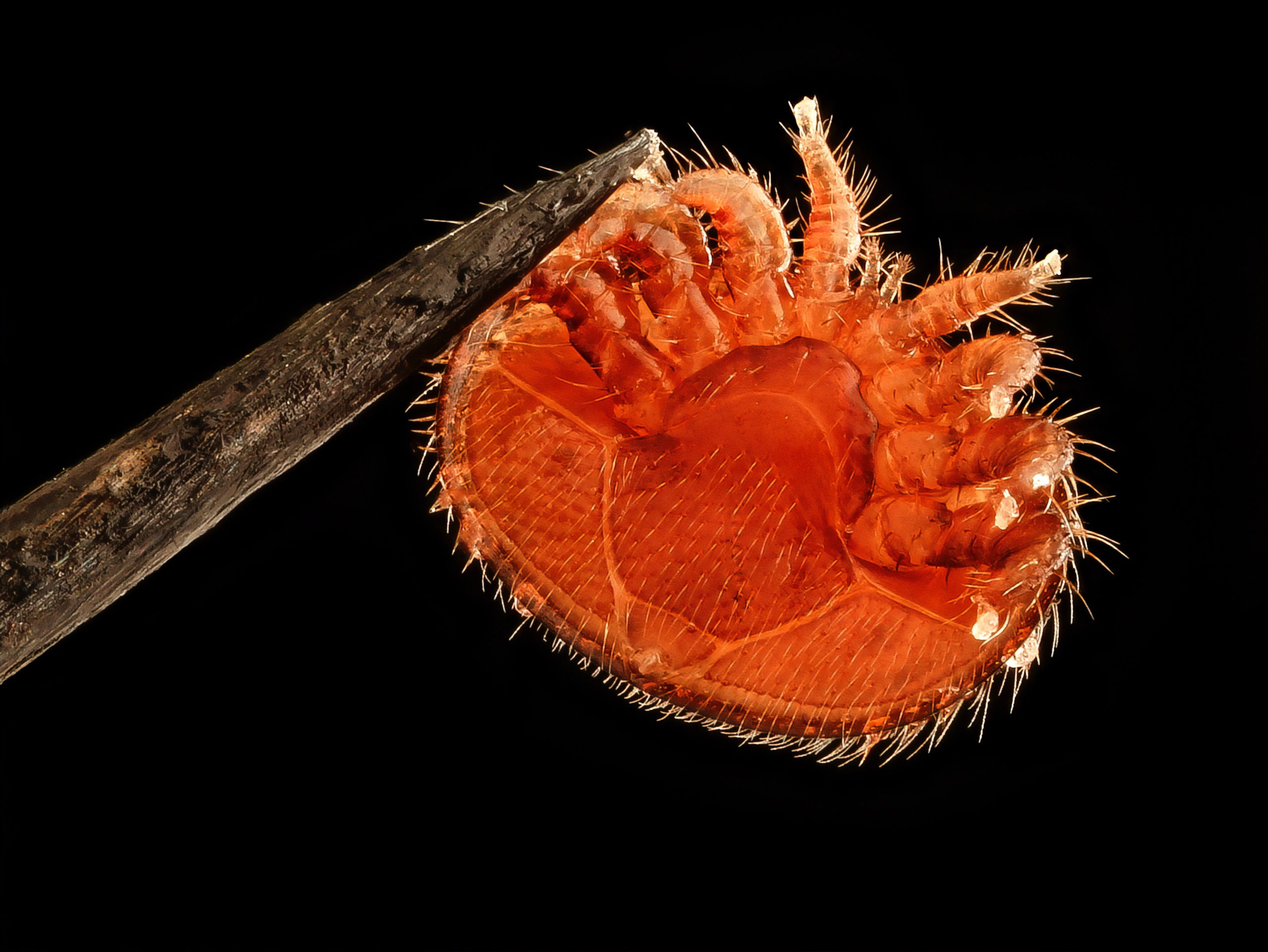 bedbug pest control
