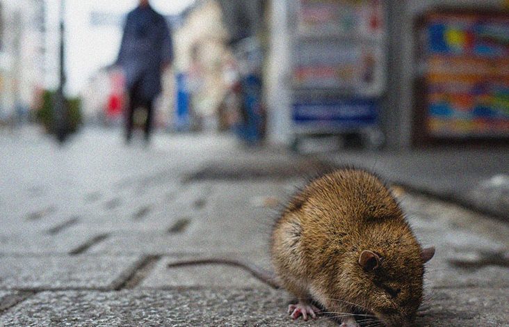 Giant rats and mice, the remedies