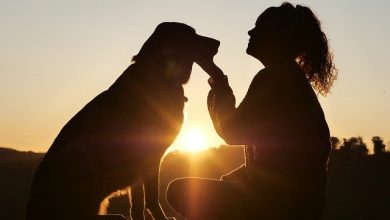 Why dogs are best friends of humans