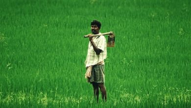 Different Categories of Crops In India You Need To Know