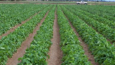 Turnip Cultivation In India with Essential Information