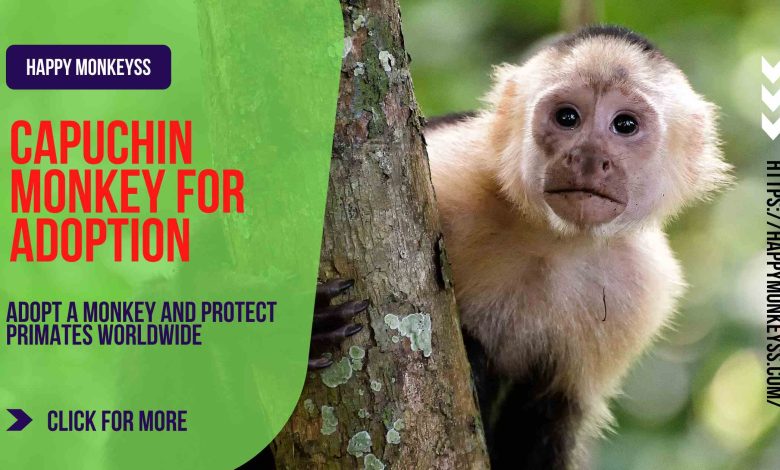 capuchin monkey for adoption