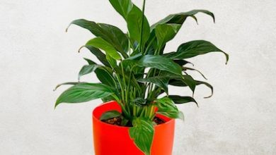 Air Purifier Plants